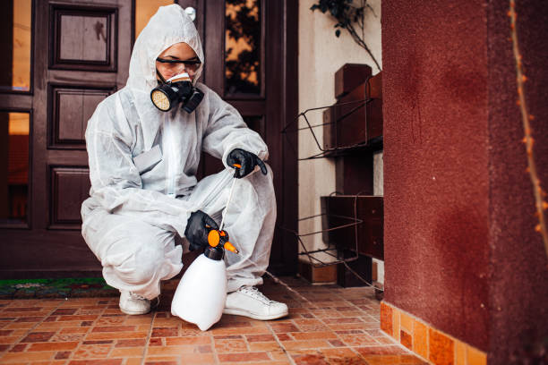 Reliable Ant Control contractor in Los Angeles, CA by Show Me Pest Control